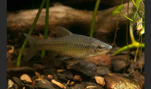 Blaubandbärbling (Pseudorasbora parva)