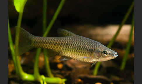 Blaubandbärbling (Pseudorasbora parva)