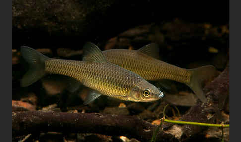 Blaubandbärbling (Pseudorasbora parva)