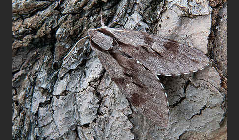 Kiefernschwärmer (Hyloicus pinastri)