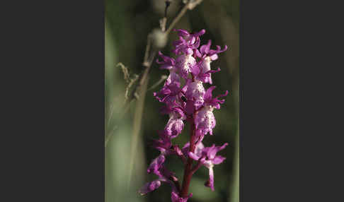Sardisches Manns-Knabenkraut (Orchis mascula ssp. ichnusae)