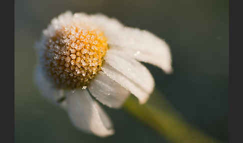 Hundskamille (Anthemis spec.)