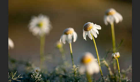 Hundskamille (Anthemis spec.)