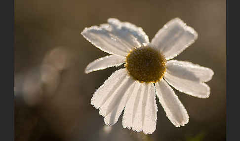 Hundskamille (Anthemis spec.)