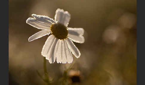 Hundskamille (Anthemis spec.)