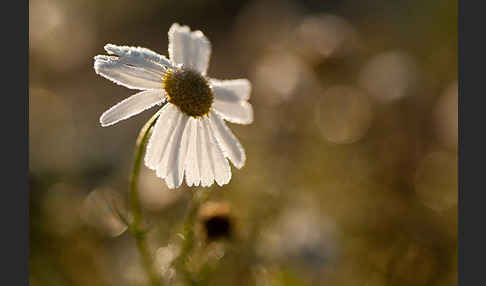 Hundskamille (Anthemis spec.)