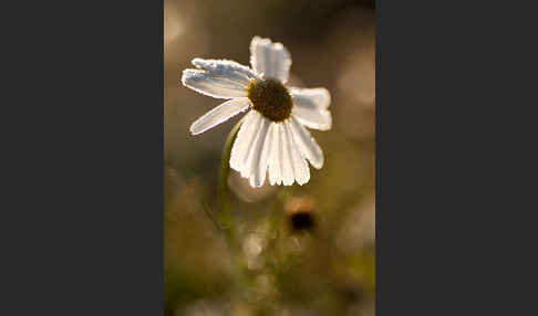 Hundskamille (Anthemis spec.)