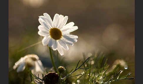 Hundskamille (Anthemis spec.)