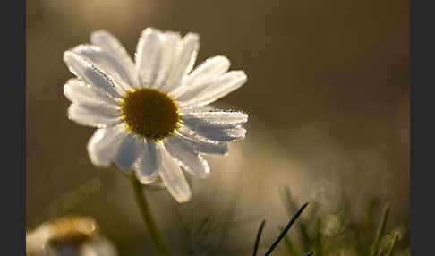 Hundskamille (Anthemis spec.)