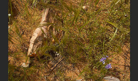 Maghreblerche (Galerida cristata randonii)
