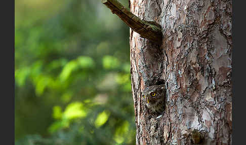 Sperlingskauz (Glaucidium passerinum)