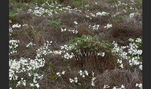Kwashi (Pancratium trianthum)