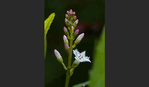 Fieberklee (Menyanthes trifoliata)