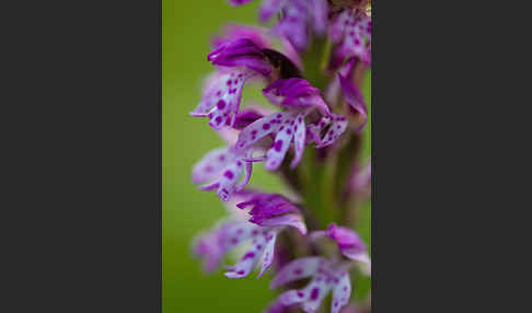 Dreizähniges Knabenkraut x Brand-Knabenkraut (Orchis tridentata x Orchis ustulata)