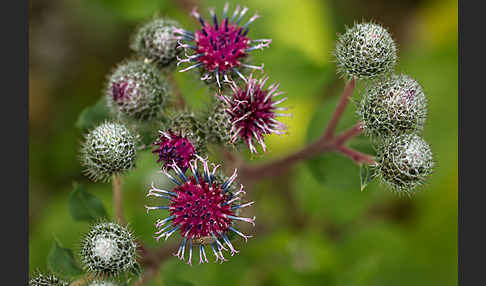 Filzige Klette (Arctium tomentosum)