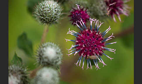 Filzige Klette (Arctium tomentosum)