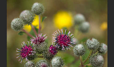 Filzige Klette (Arctium tomentosum)