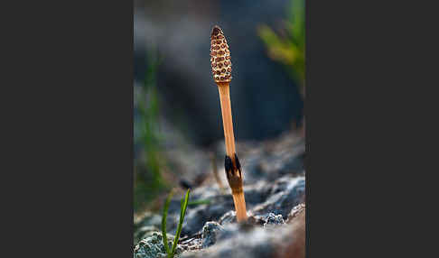 Acker-Schachtelhalm (Equisetum arvense)