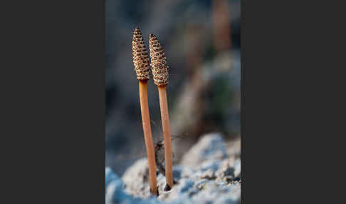 Acker-Schachtelhalm (Equisetum arvense)