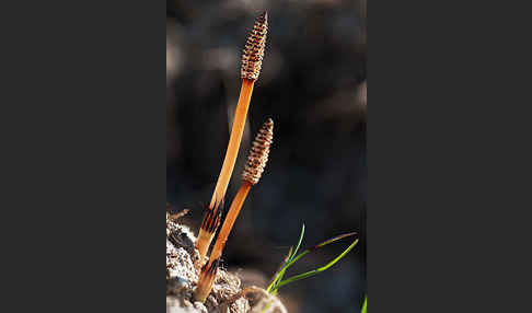 Acker-Schachtelhalm (Equisetum arvense)