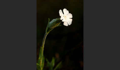 Weiße Lichtnelke (Silene latifolia)