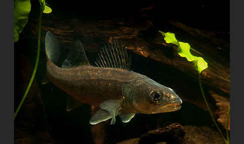 Zander (Stizostedion lucioperca)