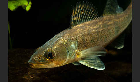 Zander (Stizostedion lucioperca)