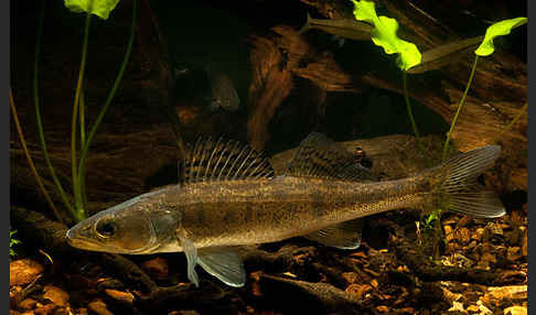 Zander (Stizostedion lucioperca)