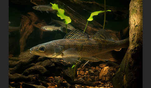 Zander (Stizostedion lucioperca)