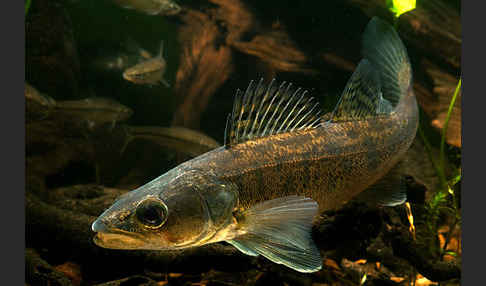 Zander (Stizostedion lucioperca)