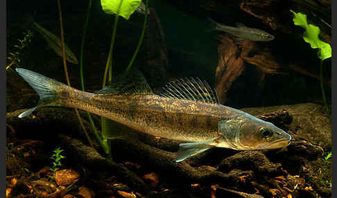 Zander (Stizostedion lucioperca)