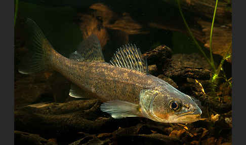 Zander (Stizostedion lucioperca)