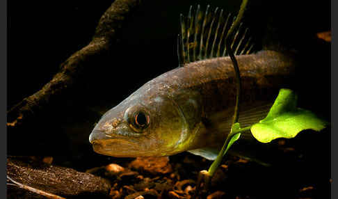 Zander (Stizostedion lucioperca)