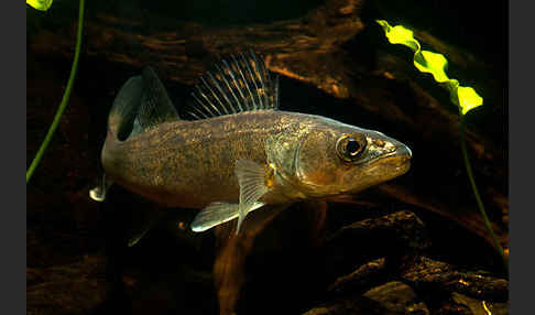 Zander (Stizostedion lucioperca)