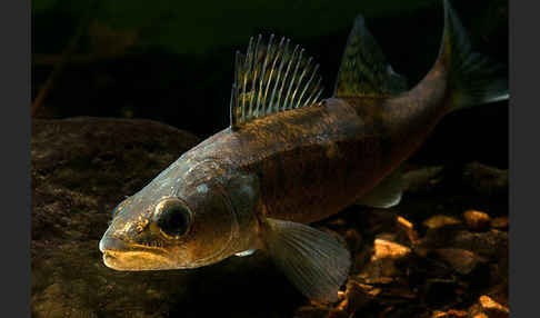 Zander (Stizostedion lucioperca)