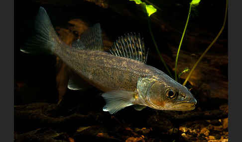 Zander (Stizostedion lucioperca)