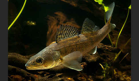 Zander (Stizostedion lucioperca)