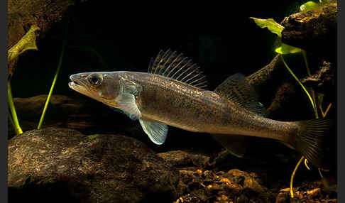 Zander (Stizostedion lucioperca)