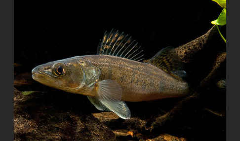 Zander (Stizostedion lucioperca)