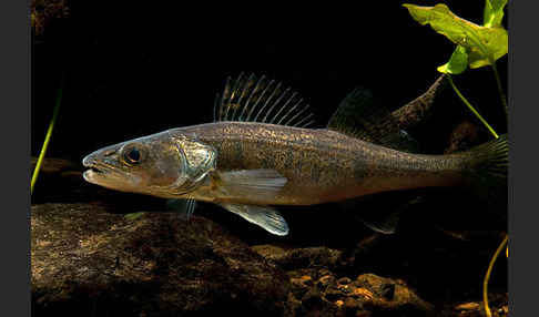 Zander (Stizostedion lucioperca)