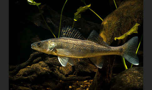 Zander (Stizostedion lucioperca)