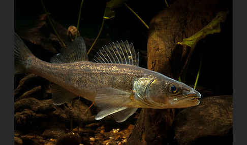 Zander (Stizostedion lucioperca)