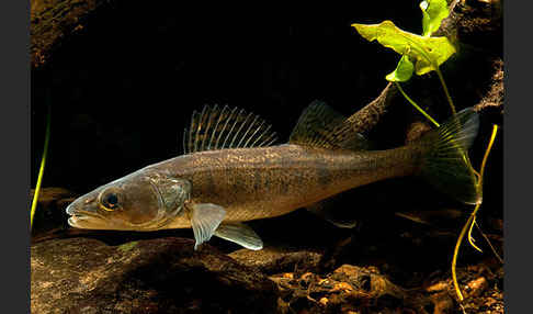 Zander (Stizostedion lucioperca)