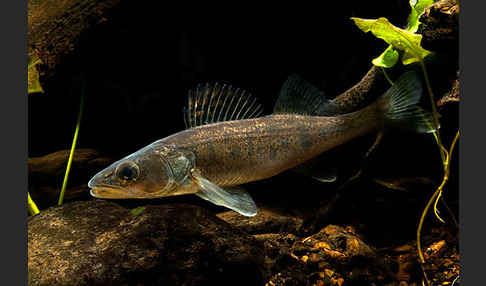 Zander (Stizostedion lucioperca)