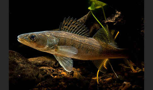 Zander (Stizostedion lucioperca)