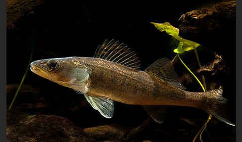 Zander (Stizostedion lucioperca)