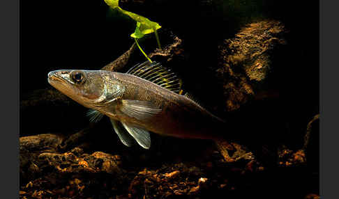 Zander (Stizostedion lucioperca)