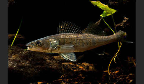 Zander (Stizostedion lucioperca)