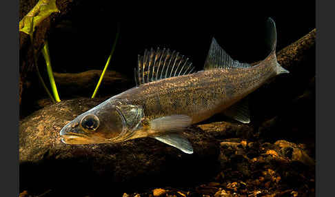 Zander (Stizostedion lucioperca)