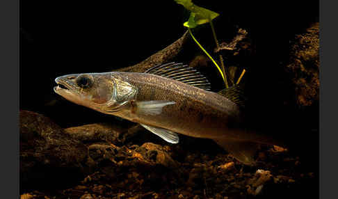 Zander (Stizostedion lucioperca)